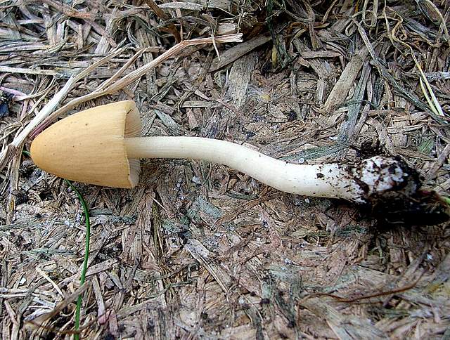 Conocybe hornana     Singer & Hausknecht